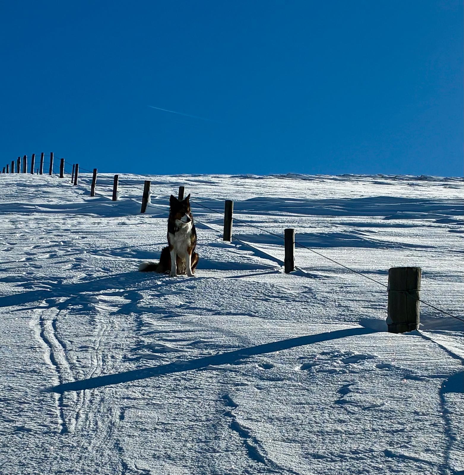 Winter Walking with Cairn, our SARDA Collie!